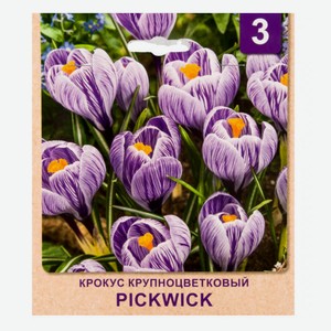 Луковицы Крокус Pickwick крупноцветковый, 3 шт, шт