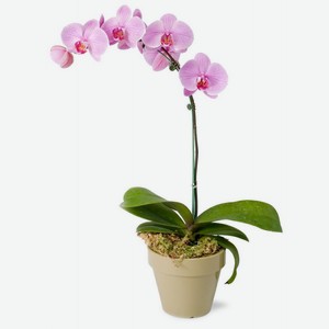 Растение горшечное Орхидея, шт