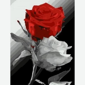 Картина по номерам 20х30 см Красно-белая роза MCD134