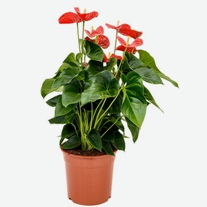 Растение комнатное Антуриум в горшке, 55 см, шт