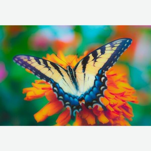 Картина по номерам 30х40 см Бабочка на цветке Х-3728