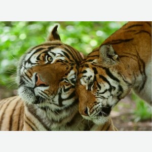 Картина по номерам 30х40 см Пара красивых тигров ХК-8564