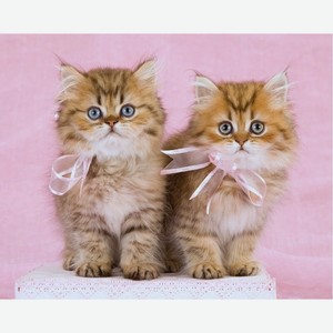 Картина по номерам 30х40 см Маленькие котята с бантиками ХК-8568
