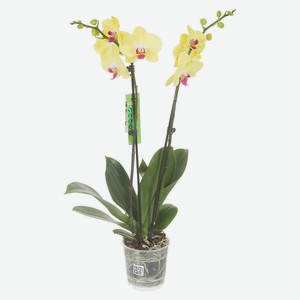 Орхидея «ЕИС Логистик» Фаленопсис 2 ствола, d 12 h 50 см