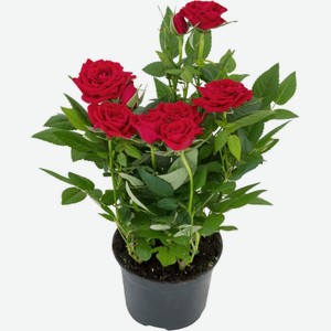 Роза кустовая Кордана микс D10,5 x H25 30 см