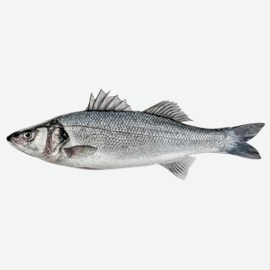 Рыба охлажденная сибас 0,3-0,6 кг СК Дон вес