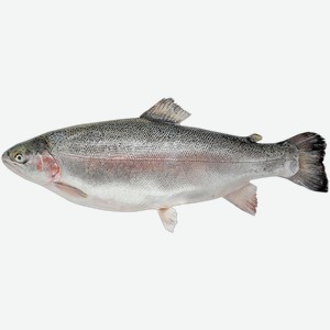 Рыба охлажденная для заказов форель мурманская 5-6 кг РРК вес
