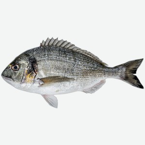 Рыба охлажденная дорада 0,3-0,6 кг СК Дон вес