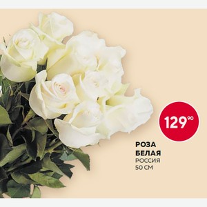 Роза Белая 50см