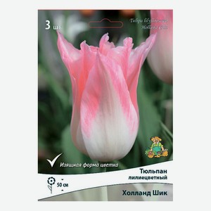 Тюльпан лилиецветный Холланд шик Поиск 3 шт