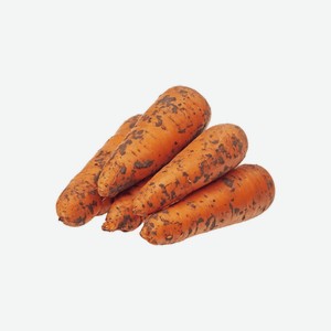 Морковь весовая