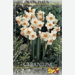 Нарцисс Lefeber Geranium 5 шт