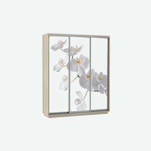 Шкаф-купе Нонтон 3-дверный ясень шимо светлый / орхидея белая