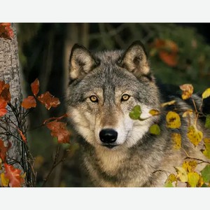 Алмазная мозайка 40х50 см Волк в осеннем лесу AC4032