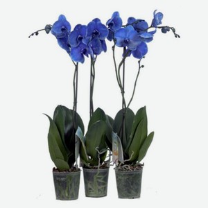 Орхидея Фаленопсис Blue, 1 стебель, h 50 см