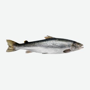 Рыба охлажденная для заказов лосось мурманский 4-5кг РРК вес