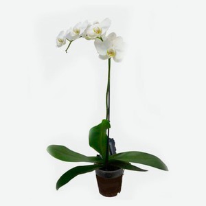 Орхидея Фаленопсис 1 ветка, d 12 h 50 см