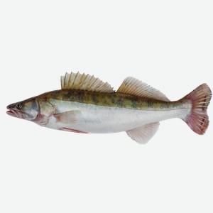 Рыба охлажденная непотрошеная судак Невод Кубани вес