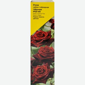 Саженцы ПОИСК Роза 1 ветка в красочной коробке, Россия