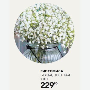 Цветок Гипсофила Белая Шт