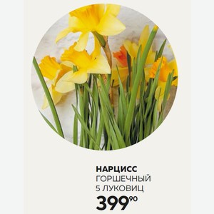 Цветок Горшечный Нарцисс