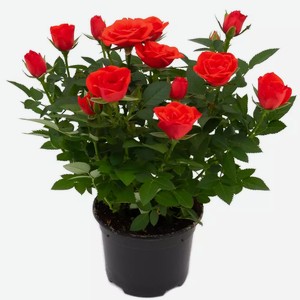 Цветы Роза Горшечная Кордана