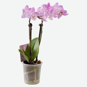 Орхидея Фаленопсис микс 2PP 6 25