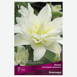 Луковичные цветы «Поиск» Лилия восточная, 1 шт