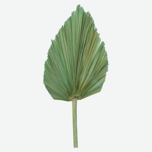 Лист пальмовый тиффани, 60 см