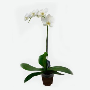 Орхидея «Флобас» Фаленопсис 1 стебель, d 12 h 40 см