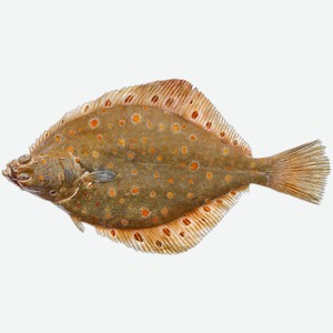 Рыба охлажденная камбала 200-400г б/г СК Дон вес