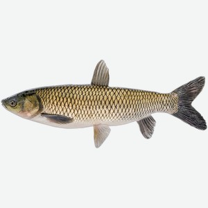 Рыба охлажденный для заказов белый амур Невод Кубани вес