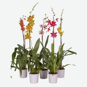 Орхидея «Цветы Московского» Камбрия 1 стебель, d 12 h 60 см