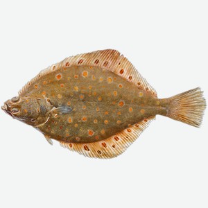 Рыба охлажденная камбала 0,2-0,4г б/г СК Дон вес