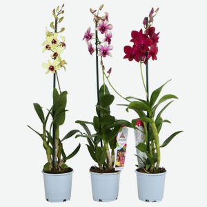 Растение комнатное Орхидея дендробиум санок микс 12 50