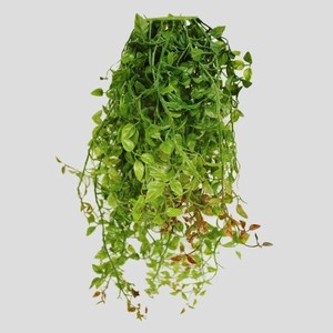 Гирлянда Конэко-О с виноградными листьями ампельная, искусственная, 60 см, ширина 25 см, зеленая