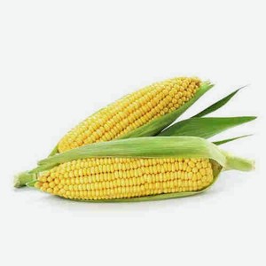 Кукуруза В Початках Весовая.товар Представлен Не Во Всех Магазинах