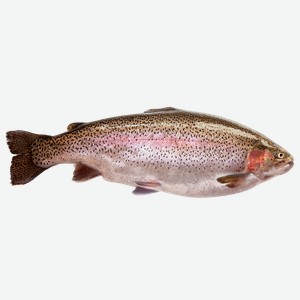 Рыба охлажденная потрошённая форель радужная 0,2-0,4кг Невод Кубани ООО вес