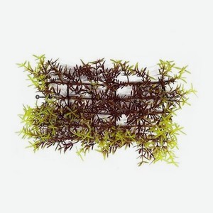 Аквариумное растение Rabizy в виде коврика 23х12х5 см