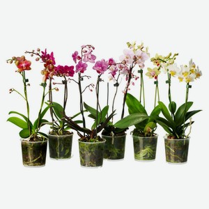 Орхидея Фаленопсис роял, 1 стебель, 55 см